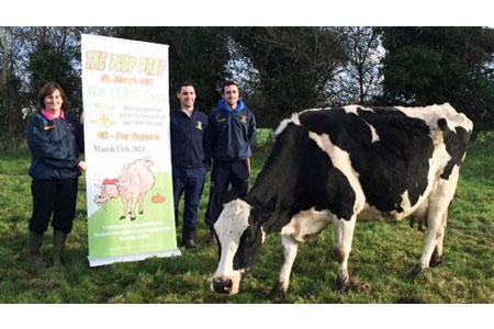 Pop-up banner with cow